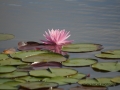 Pink Water Lily - Mapleton