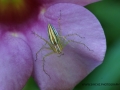 Spider on Purple Petal - Rton Gardens